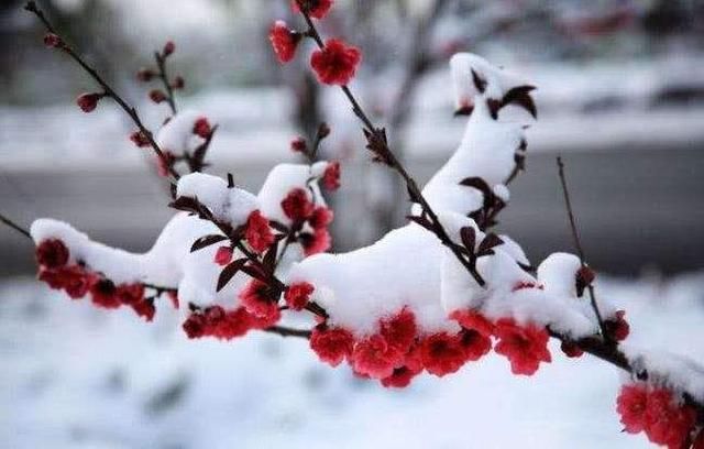 梅花$诗词:身旁村酒山茶，窗前小雪梅花，最是灵台淡雅