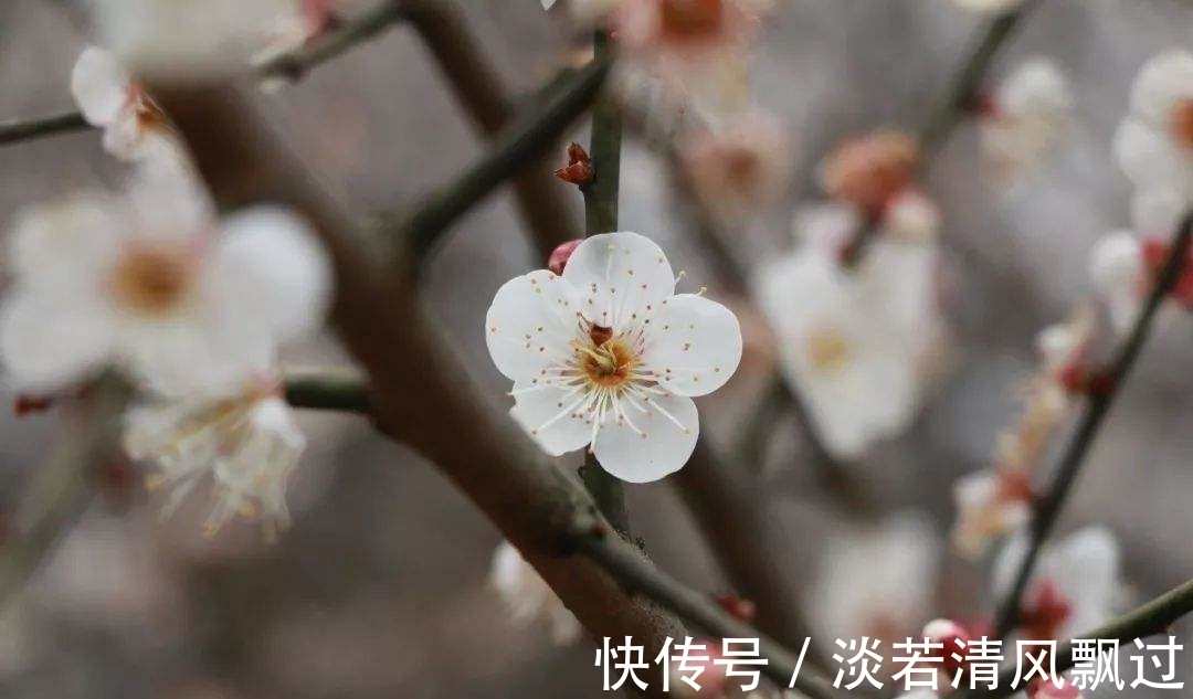 李桃&诗人郑谷一首梅花七律，芬芳盈袖，妍胜李桃，离情别绪，魂断楚桥